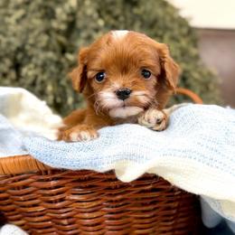 Bentley - Red male Cavapoo puppy in Queen Creek, Arizona from Dulcito Doodles
