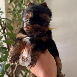 Marigold 5,883 - Black and tan female Yorkshire Terrier puppy in Pittsburg, California from Crystal Garden Yorkies