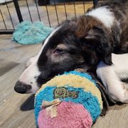 Borzoi and Samoyed Puppies from Kalabria