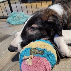 Borzoi and Samoyed Puppies from Kalabria