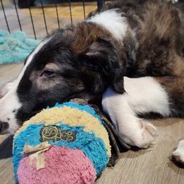 Borzoi and Samoyed Puppies from Kalabria