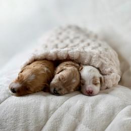 Red - Red  male Goldendoodle puppy in Portland, Oregon from Smith Family Doodles