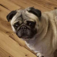 Rutti - Pug