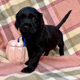 Kevin G - Black male Portuguese Water Dog puppy in Raleigh, North Carolina from Turnabout PWD