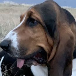 Maggie - Basset Hound