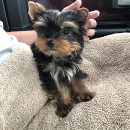 Yorkshire Terrier Puppies from MagnoliaYorkies