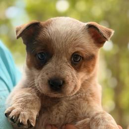Little Sweet Pea female - Red speckled female Australian Cattle Dog puppy in Scurry, Texas from RedHorizon AKC Australian Cattle Dogs (Heelers)