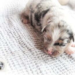 Miniature Australian Shepherd Puppies from Yarborough Kennels