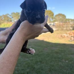 Arthur-orange collar - Brindle male Boxer puppy in Florida from BNF Boxers