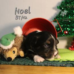 NOEL BTM2 - Black tri male Miniature Australian Shepherd puppy in Elgin, Oregon from LongMile Aussies