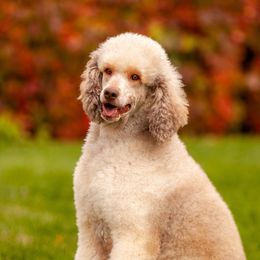 Eevee - Poodle