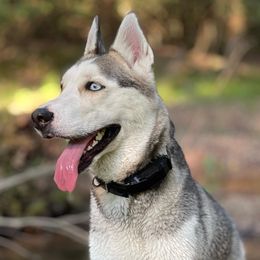 Siberian Huskies from Gemma’s Gems