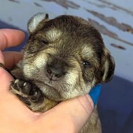 Rose - Salt and pepper female Miniature Schnauzer puppy in Coarsegold, California from Halo Schnauzer