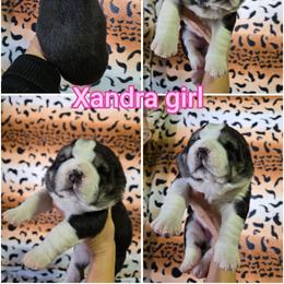 XANDRA - Black female Central Asian Shepherd Dog puppy in Michigan from Guardian Dog