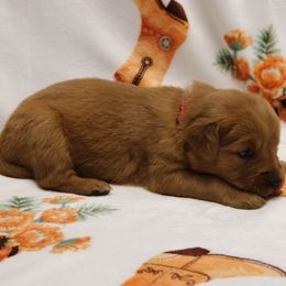 Howdy - Dark golden female Golden Retriever puppy in New Weston, Ohio from Bertke AKC Golden Retrievers and Bernese Mountain Dogs