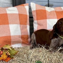 Tillis - German Shorthaired Pointer puppy in Lakeland, Florida from Walker’s German Shorthaired Pointers