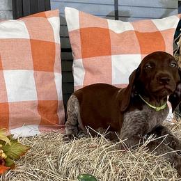 Tillis - German Shorthaired Pointer puppy in Lakeland, Florida from Walker’s German Shorthaired Pointers
