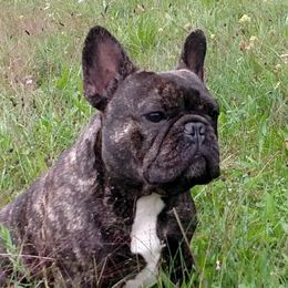Sobek - French Bulldog