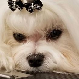 Maltese Puppies from Avante Maltese
