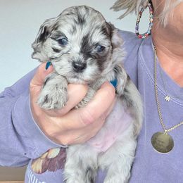 White Tip Merle Girl, Dolly - Merle female Shihpoo puppy in Delphos, Ohio from Route 66 Poodles & Doodles, Sapphire Shih-tzu's of Ohio