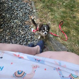 Chihuahua Puppies from Elegant Exotic Chihuahua's