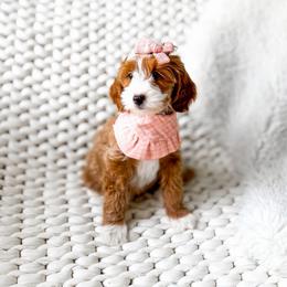 Miura - Red  female Goldendoodle puppy in Springville, Utah from Happy Doodle
