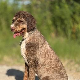 Brody - Tri-color male Bernedoodle puppy in Aubrey, Texas from Four Willows Farm