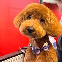 Bengi - Poodle