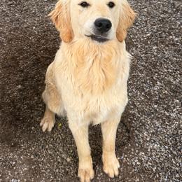 Zilla - Light golden female Golden Retriever puppy in Great Falls, Montana from VS Golden Fields
