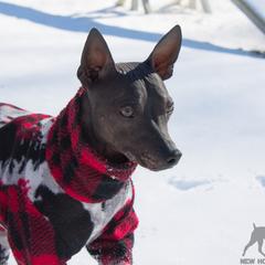 American Hairless Terrier All Grown Up from New Hope Kennel