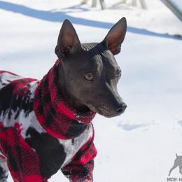 American Hairless Terrier All Grown Up from New Hope Kennel