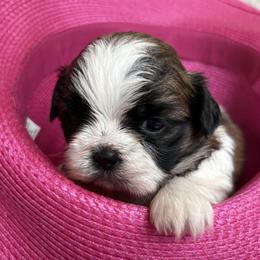 Mira - Tricolor female Shih Tzu puppy in Weeki Wachee, Florida from Svitlana Geist