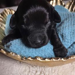 Brie - Black phantom female Aussiedoodle puppy in Haleyville, Alabama from The Cuddly Dood Ranch