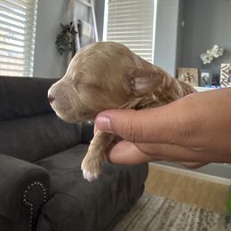 Leo - Apricot male Poodle puppy in Lathrop, California from Jamilette Delatorre's Poodles