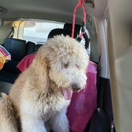 Goldendoodles and Poodles from Goldendooddle  /Gardy 🐾🐾