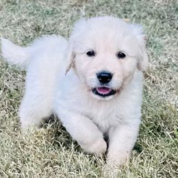 Orange collar - Light golden male Golden Retriever puppy in Decatur, Indiana from Golden Bundles