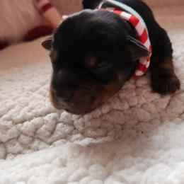 Diamond - Black and tan female Yorkshire Terrier puppy in Castleton, New York from Jennifer's Yorkies