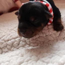 Diamond - Black and tan female Yorkshire Terrier puppy in Castleton, New York from Jennifer's Yorkies