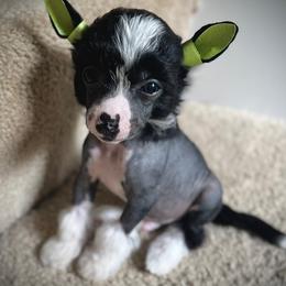 Panda- Beautiful Hairless Male - Black and white male Chinese Crested puppy in Tomball, Texas from Gracieux Chinese Cresteds