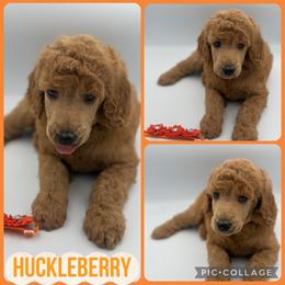 Huckleberry - Red  male Poodle puppy in Mount Vernon, Illinois from AMC Poodles