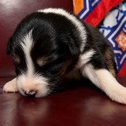 Squirtle - Black tri-color male Australian Shepherd puppy in Chaplin, Connecticut from Mystic Moon