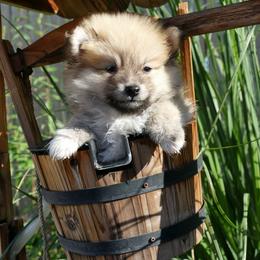 Pomeranian Puppies from TAMARA PLANIDA