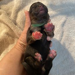 Green collar boy - Black and red male German Shepherd puppy in Coleta, Illinois from Four Leaf Farm- Vom Vierblättriges Bauernhof