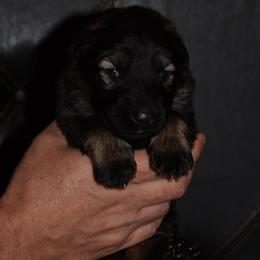 Red collar Male - Sable male German Shepherd puppy in Mariana, Florida from Haus M Godwin