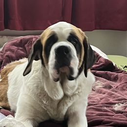 Brie - Saint Bernard