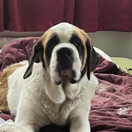 Brie - Saint Bernard