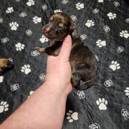 Winter - Sable female German Shepherd puppy in Hope, Idaho from Fyrestorm Shepherds