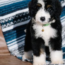 Coronado - Tri-color male Bernedoodle puppy in Grove, Oklahoma from Grand Lake Poodles & Doodles