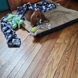 Basset Hound Puppies from Hill Top Basset Hounds & Great Pyrenees