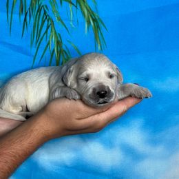 Nalu - Light golden male Golden Retriever puppy in Adair, Oklahoma from Rejoice Retrievers